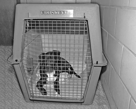 Adopting a Pet for Dummies (ISBN